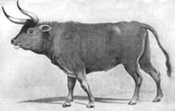 Первісний бик